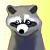 Raccoon