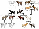 Family Tree ~ P.Snow and Therefore