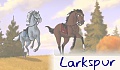 larkspur