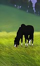 Calm Meadows