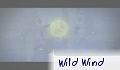 Wild Wind