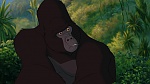 Image Tarzan
