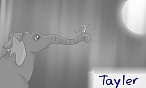 Tayler