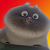 Chat Siamois