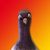Bob