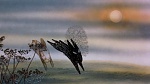 Watership Down picture