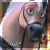 saske italian wolf