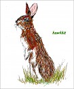 first drawing of hawkbit