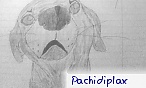 pachidiplax