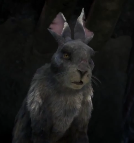 Rabbit