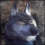 -WildWolf-