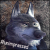 -WildWolf-
