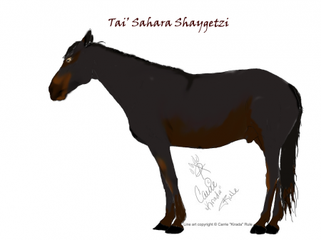 Detail Tai' Sahara Shaygetzi Detail Tai' Sahara Shaygetzi