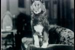   A dog named Balto