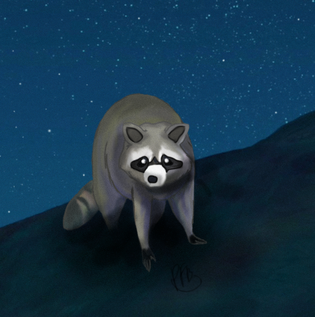 racoon.png