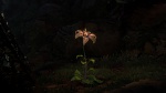 Raiponce picture