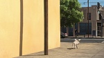 Image Volt Star Malgr� Lui