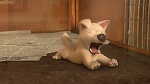 Image Volt Star Malgr� Lui
