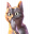 :CatOoh: