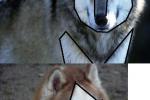 Aleu's Markings-Wolf based?
